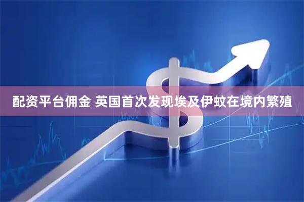 配资平台佣金 英国首次发现埃及伊蚊在境内繁殖
